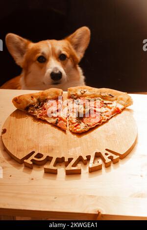 Ein süßer Pembroke Corgi will ein Stück Pizza vom Tisch essen. Hundeleben. Stockfoto