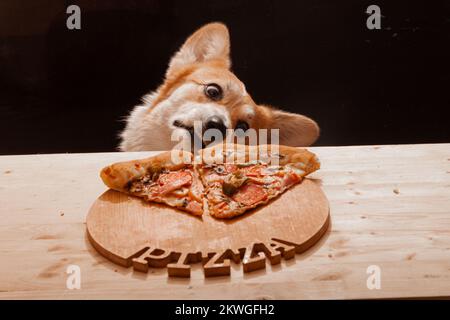 Ein süßer Pembroke Corgi will ein Stück Pizza vom Tisch essen. Hundeleben. Stockfoto