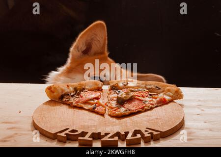 Ein süßer Pembroke Corgi will ein Stück Pizza vom Tisch essen. Hundeleben. Stockfoto