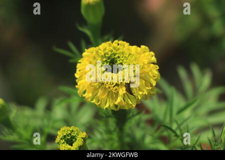 Gelbe Butterblumen blühen im Garten. Stockfoto