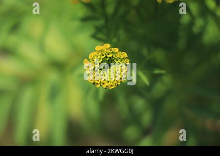 Gelbe Butterblumen blühen im Garten. Stockfoto