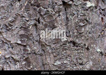 Pseudotsuga menziesii var. Glauca) Rinde. Troy, Montan, USA. Horizontales Königreich: Plantae Clade: Tracheoph Stockfoto