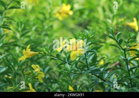 Wunderschöne gelbe Alamanda-Blumen im Garten, Alamanda oder allamanda ist eine Zierpflanze, die als Alamanda-Blume bekannt ist und auch als Golden Tru bekannt ist Stockfoto