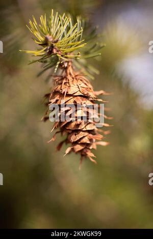 Eine einzelne Rocky Mountain Douglas-Tanne (Pseudotsuga menziesii var. Glauca). Auf einem Ast. Troy, Montana, USA. Vertikales Königreich: Plantae Clade: Trach Stockfoto