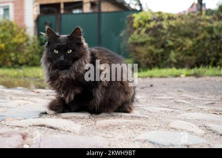 Die nachdenkliche, wunderschöne schwarze Katze mit langem Schnurrbart sitzt auf einem Kopfsteinpflaster. Stockfoto