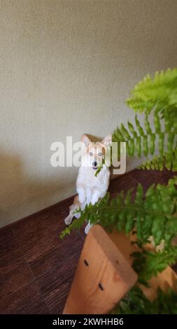 Ein süßer Pembroke Corgi befolgt die Befehle des Besitzers. Hundeleben. Der Hund Sitzt Wie Menschen Stockfoto