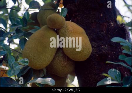 Die Jackfrucht (Artocarpus heterophyllus), auch bekannt als Jack Tree, ist eine Art von Baum in der Feigenfamilie, Maulbeere und Brotfrucht Familie. Ihr Ursprung liegt in der Region zwischen den westlichen Ghats Südindiens, ganz Bangladesch, Sri Lanka und den Regenwäldern der Philippinen, Indonesiens und Malaysias. Stockfoto