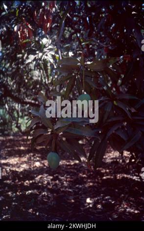 Mangifera indica, gemeinhin als Mango bekannt, ist eine Art Blütenpflanze der Familie Anacardiaceae. Es handelt sich um einen großen Obstbaum, der bis zu einer Höhe von 30 Metern wachsen kann. In modernen Mangos gibt es zwei unterschiedliche genetische Populationen – den „indischen“ und den „südostasiatischen“ Typ. Die großen Blätter eines Mangobaums sind lederfarben, 5 bis 16 cm lang und bleiben ein Jahr oder länger auf dem Baum. Blumen werden in Terminalpanikeln oder -Clustern mit einer Länge von 4 bis 16 cm produziert. Jede Blume ist klein mit weißen Blütenblättern und einem milden süßen Aroma. Stockfoto