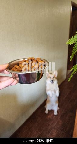 Ein süßer Pembroke Corgi befolgt die Befehle des Besitzers. Hundeleben. Der Hund Sitzt Wie Menschen Stockfoto