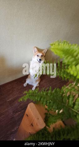 Ein süßer Pembroke Corgi befolgt die Befehle des Besitzers. Hundeleben. Der Hund Sitzt Wie Menschen Stockfoto