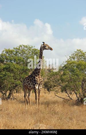 Eine einzelne Giraffe, die im Veld steht und von der Kamera wegschaut Stockfoto