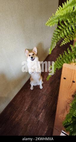 Ein süßer Pembroke Corgi befolgt die Befehle des Besitzers. Hundeleben. Der Hund Sitzt Wie Menschen Stockfoto