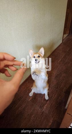 Ein süßer Pembroke Corgi befolgt die Befehle des Besitzers. Hundeleben. Der Hund Sitzt Wie Menschen Stockfoto