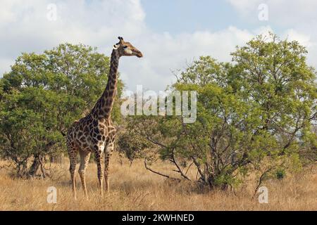 Eine einzelne Giraffe, die im Veld steht und von der Kamera wegschaut Stockfoto