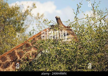 Nahaufnahme des Nackens und Gesichts der Giraffe während der Fütterung zwischen Zweigen und Blättern von Bäumen Stockfoto