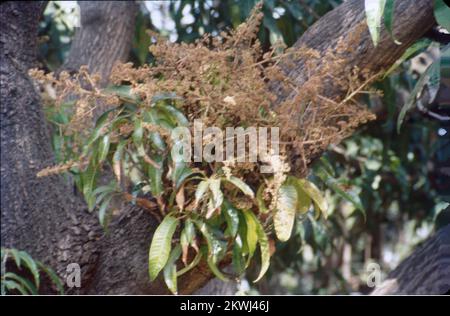 Mangifera indica, gemeinhin als Mango bekannt, ist eine Art Blütenpflanze der Familie Anacardiaceae. Es handelt sich um einen großen Obstbaum, der bis zu einer Höhe von 30 Metern wachsen kann. In modernen Mangos gibt es zwei unterschiedliche genetische Populationen – den „indischen“ und den „südostasiatischen“ Typ. Die großen Blätter eines Mangobaums sind lederfarben, 5 bis 16 cm lang und bleiben ein Jahr oder länger auf dem Baum. Blumen werden in Terminalpanikeln oder -Clustern mit einer Länge von 4 bis 16 cm produziert. Jede Blume ist klein mit weißen Blütenblättern und einem milden süßen Aroma. Indien Stockfoto