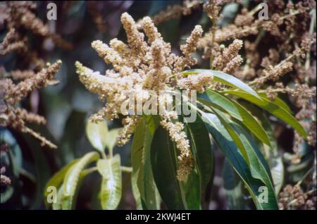 Mangifera indica, gemeinhin als Mango bekannt, ist eine Art Blütenpflanze der Familie Anacardiaceae. Es handelt sich um einen großen Obstbaum, der bis zu einer Höhe von 30 Metern wachsen kann. In modernen Mangos gibt es zwei unterschiedliche genetische Populationen – den „indischen“ und den „südostasiatischen“ Typ. Die großen Blätter eines Mangobaums sind lederfarben, 5 bis 16 cm lang und bleiben ein Jahr oder länger auf dem Baum. Blumen werden in Terminalpanikeln oder -Clustern mit einer Länge von 4 bis 16 cm produziert. Jede Blume ist klein mit weißen Blütenblättern und einem milden süßen Aroma. Indien Stockfoto