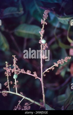 Mangifera indica, gemeinhin als Mango bekannt, ist eine Art Blütenpflanze der Familie Anacardiaceae. Es handelt sich um einen großen Obstbaum, der bis zu einer Höhe von 30 Metern wachsen kann. In modernen Mangos gibt es zwei unterschiedliche genetische Populationen – den „indischen“ und den „südostasiatischen“ Typ. Die großen Blätter eines Mangobaums sind lederfarben, 5 bis 16 cm lang und bleiben ein Jahr oder länger auf dem Baum. Blumen werden in Terminalpanikeln oder -Clustern mit einer Länge von 4 bis 16 cm produziert. Jede Blume ist klein mit weißen Blütenblättern und einem milden süßen Aroma. Indien Stockfoto