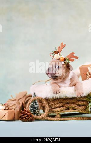 Französischer Bulldog-Welpe im Weihnachtsschlittenwagen umzingelt Stockfoto