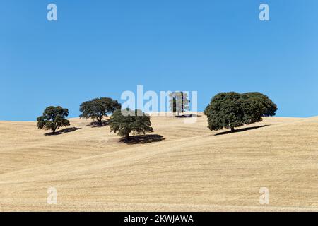 Blick auf getrocknetes Land mit einigen Olivenbäumen. Klimawandel. Schwere Dürre. Globale Erwärmung. Umweltkatastrophe. Kein Wasser. Trockene landwirtschaftliche Felder. Stockfoto