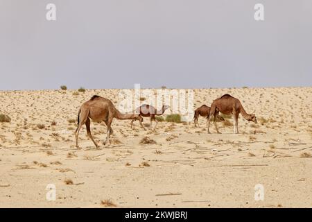 Eine Gruppe Kamele in der Wüste. Wilde Tiere in ihrem natürlichen Lebensraum. Wildnis und trockene Landschaften. Reise- und Tourismusziel in der Wüste. Stockfoto