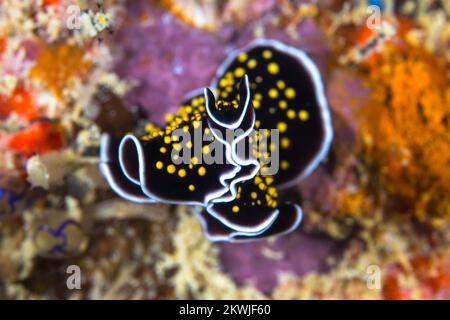 Wunderschönes Design auf flachen Meereswürmern unter Wasser am Korallenriff Stockfoto