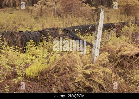 Infrarotbild des wilden Nephrolepis exaltata-Farns Stockfoto