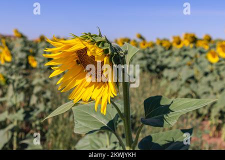 Leuchtend gelbe Sonnenblume (Helianthus annuus) mit einer Biene, die sich von Nektar und Pollen auf Blumen ernährt, großes Sonnenblumenfeld im Frühsommer Stockfoto