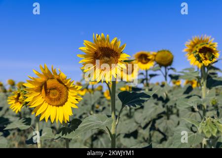 Am frühen Sommermorgen in einem Sonnenblumenfeld (Helianthus annuus), Nahaufnahme mehrerer Sonnenblumen mit Bienen auf leuchtend gelben Blütenblättern eines von ihnen, Agains Stockfoto