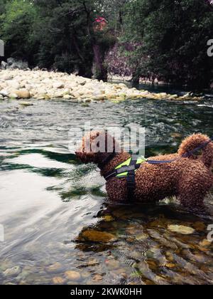 Spanischer Wasserhund, braun, kühlt sich von der Sommerhitze in einem Fluss in Kantabrien ab Stockfoto