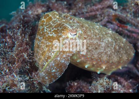 Wunderschöner Tintenfisch, der seine Haut am Korallenriff in Tarnung verwandelt Stockfoto