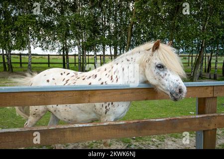 Weißes Pferd mit braunen Punkten hinter der Farm. Fleckig und matt Stockfoto