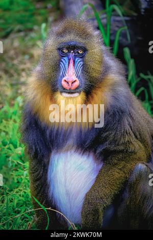 Der hübsche Mandril-Primaten-Affe ruht sich aus, schüchterne Augen, Kongo, Afrika Äquatorial Stockfoto