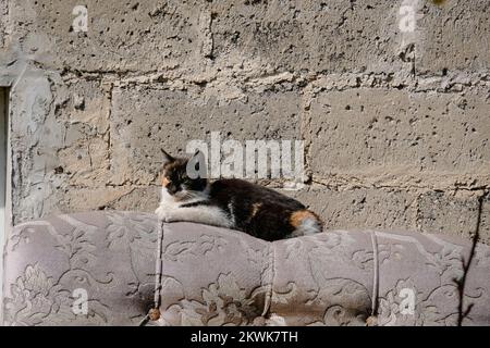 Die Katze liegt auf dem Bett, vor dem Hintergrund der alten Mauer von außen Stockfoto