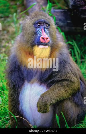 Der hübsche Mandril-Primaten-Affe ruht sich aus, schüchterne Augen, Kongo, Afrika Äquatorial Stockfoto