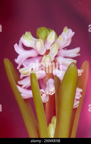 Rosa Hyazinth in einem Topf auf rosa Hintergrund - Hyacinthus Heimblume Stockfoto