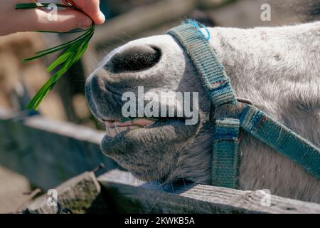 Ein Pony, das Gras mit seinen Zähnen isst. Ein Tier hinter der Farm, ein Esel und ein Pferd auf dem Land Stockfoto