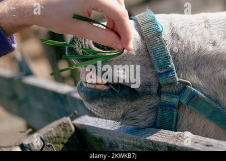 Ein Pony, das Gras mit seinen Zähnen isst. Ein Tier hinter der Farm, ein Esel und ein Pferd auf dem Land Stockfoto