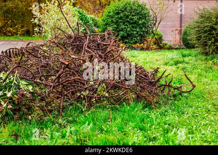 Herbst- und Wintergärtnern – Entfernen alter Hecken, altes Pinselholz, Gartenreinigung und Neuanpflanzung Stockfoto