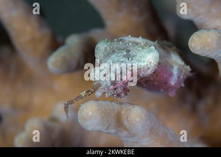 Wunderschöner Tintenfisch, der seine Haut am Korallenriff in Tarnung verwandelt Stockfoto