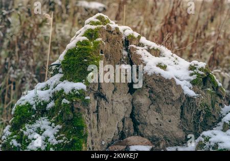 Schnee auf Moos, überwuchert mit Fels und Erde. Hintergrund von trockenem Gras im Sonnenlicht. Stockfoto