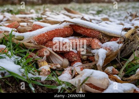 Der erste Schnee in einem ländlichen Maisfeld. Maiskolben auf dem Boden im Schnee. Stockfoto