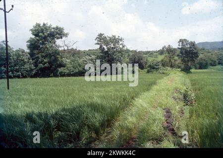 Oryza sativa, gemeinhin als asiatischer Reis oder Indica-Reis bekannt, ist die Pflanzenart, die im Englischen am häufigsten als Reis bezeichnet wird. Es handelt sich um die Art von gezüchtetem Reis, dessen Anbau weltweit am häufigsten ist, und wurde vor 13.500 bis 8.200 Jahren erstmals im Einzugsgebiet des Jangtse in China domestiziert. Als Getreidegetreide ist domestizierter Reis das am häufigsten konsumierte Grundnahrungsmittel für mehr als die Hälfte der Weltbevölkerung, Reis ist die wichtigste Nahrungsmittelpflanze im Hinblick auf die menschliche Ernährung und die Kalorienaufnahme.die traditionelle Methode zum Anbau von Reis überflutet die Felder. Stockfoto