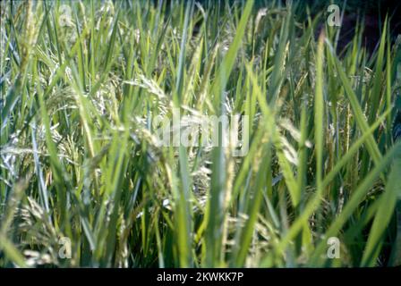 Oryza sativa, gemeinhin als asiatischer Reis oder Indica-Reis bekannt, ist die Pflanzenart, die im Englischen am häufigsten als Reis bezeichnet wird. Es handelt sich um die Art von gezüchtetem Reis, dessen Anbau weltweit am häufigsten ist, und wurde vor 13.500 bis 8.200 Jahren erstmals im Einzugsgebiet des Jangtse in China domestiziert. Als Getreidegetreide ist domestizierter Reis das am häufigsten konsumierte Grundnahrungsmittel für mehr als die Hälfte der Weltbevölkerung, Reis ist die wichtigste Nahrungsmittelpflanze im Hinblick auf die menschliche Ernährung und die Kalorienaufnahme.die traditionelle Methode zum Anbau von Reis überflutet die Felder. Stockfoto