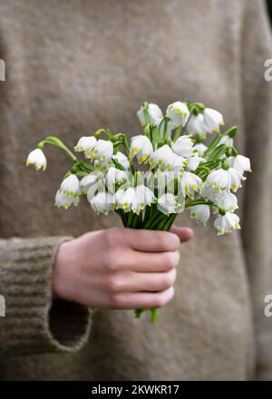 Wunderschöner Strauß frischer weißer Schneeflocken, Frühlingsblumen in den Händen von Mädchen. Selektiver Weichzeichner. (Leucojum vernum) Stockfoto