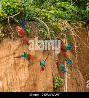 Scharlachrote Macaws (Ara macao) im Tonufer im dschungel des peruanischen Amazonas bei Madre de Dios Peru Stockfoto