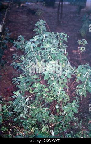 Ocimum tenuiflorum, gemeinhin als heiliges Basilikum, Tulsi oder tulasi bekannt, ist eine aromatische, mehrjährige Pflanze der Familie Lamiaceae. Sie ist auf dem indischen Subkontinent heimisch und als Kulturpflanze in den Südostasiatischen Tropen weit verbreitet. Indien Stockfoto