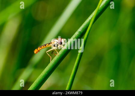Langer Hoverfly (Sphaerophoria scripta), männlich auf einem Grasstiel, einer fliegenden Insektenart, die im Vereinigten Königreich vorkommt und auch als gewöhnlicher Twist-tail-Bestand bezeichnet wird Stockfoto