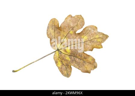 Ahornblatt (Acer Campestre) im Herbst, Fotodatei ausgeschnitten und isoliert auf weißem Hintergrund Stockfoto