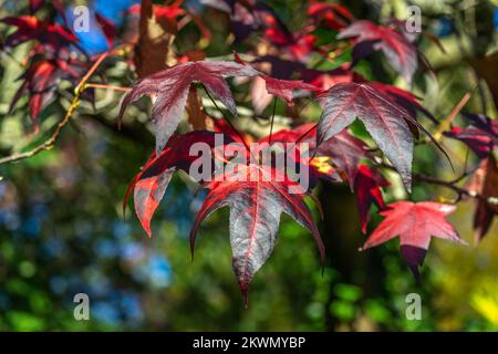 Farbenfrohe Herbstblätter des Purple Norway Maple Tree (Acer plantanoides Crimson) im Oktober, Südengland, Hampshire, Großbritannien Stockfoto